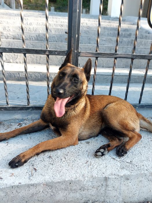 Белгийска овчарка 1г и4м Женскаес