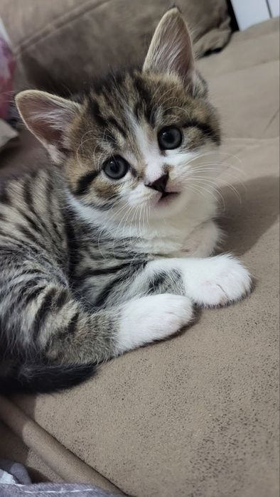 ПРОДАЮТСЯ породистые котята