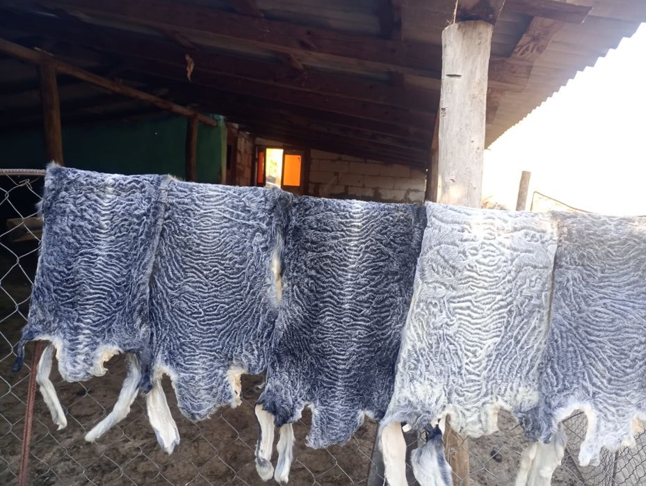 Vând berbecuti Karakul