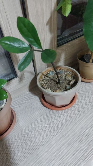 Долларовое дерево.