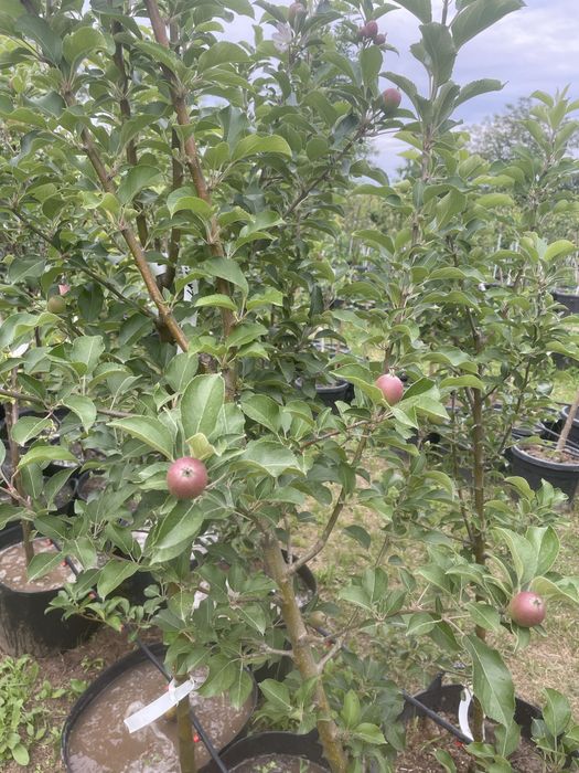 Pomi fructiferi la ghiveci !