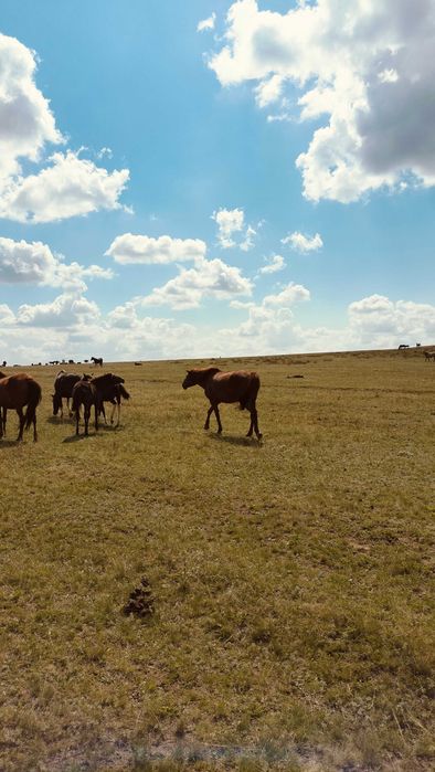 Продам қысыр семиз бие и ұрғашы тай