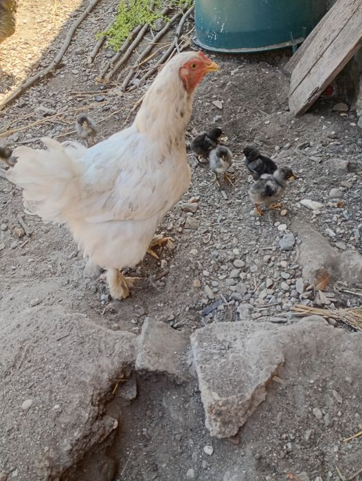 Vând cocoș și găină brahma herminat deschis