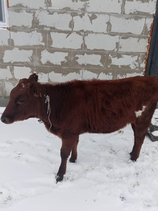 Телёнок продается