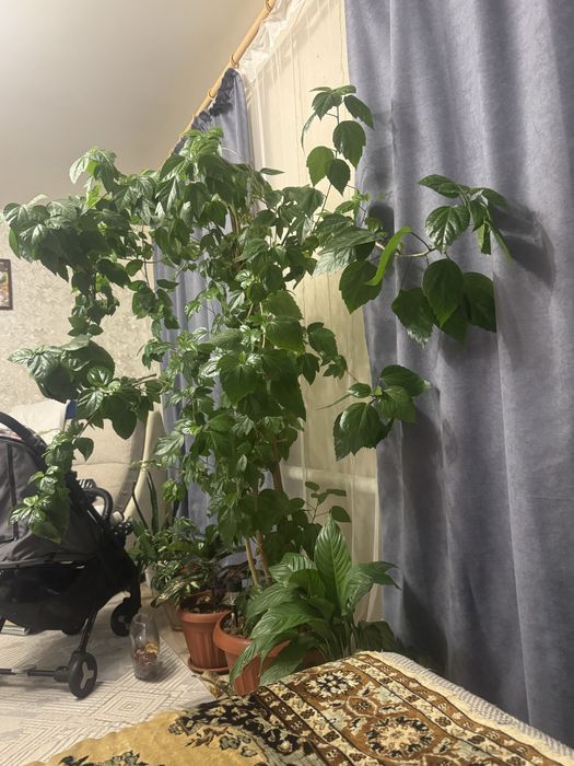 Продам комнатную розу