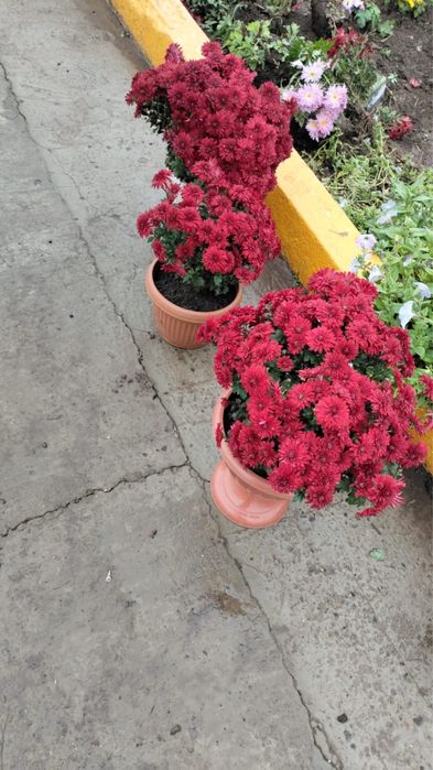 Продам шикарные хризантемы