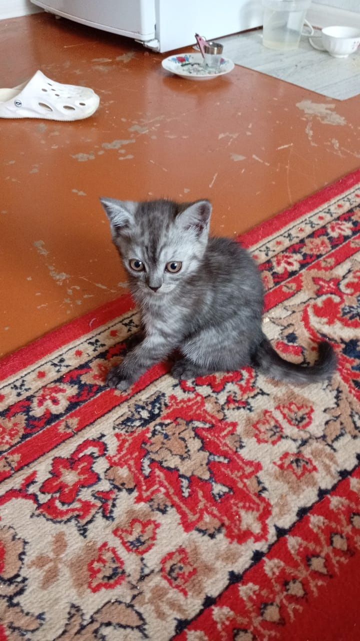 Продам британку кошечку