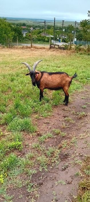 Țap alpin francez