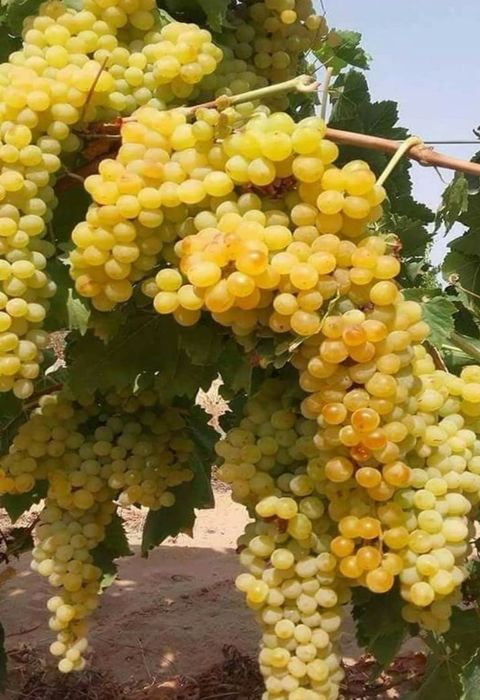Struguri de vin, diverse soiuri