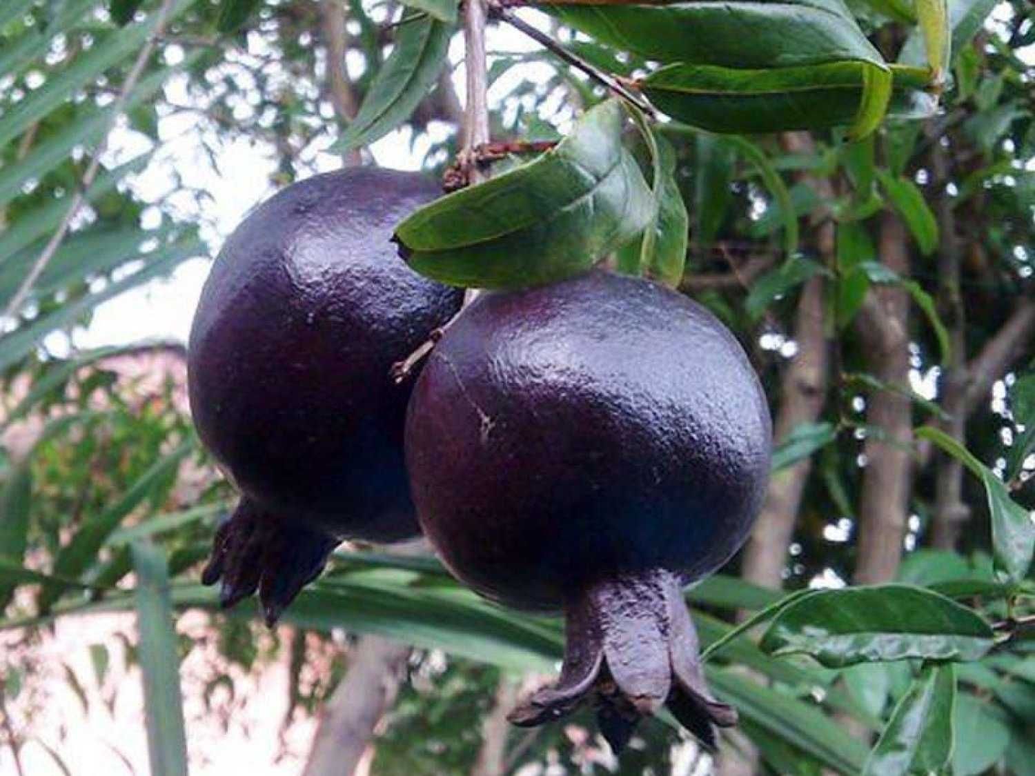 Pom Rodiu Negru / Întunecat / Rodier ( Black / Dark Pomegranate )
