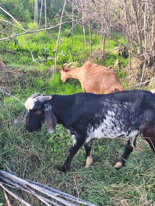 Schimb țap anglonubian