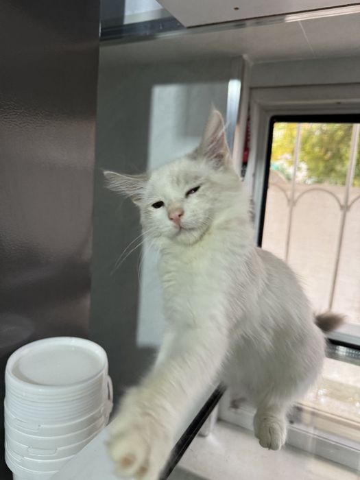 Милый котик сиамский