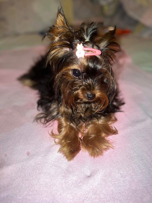 Кучк йорки на 3 године