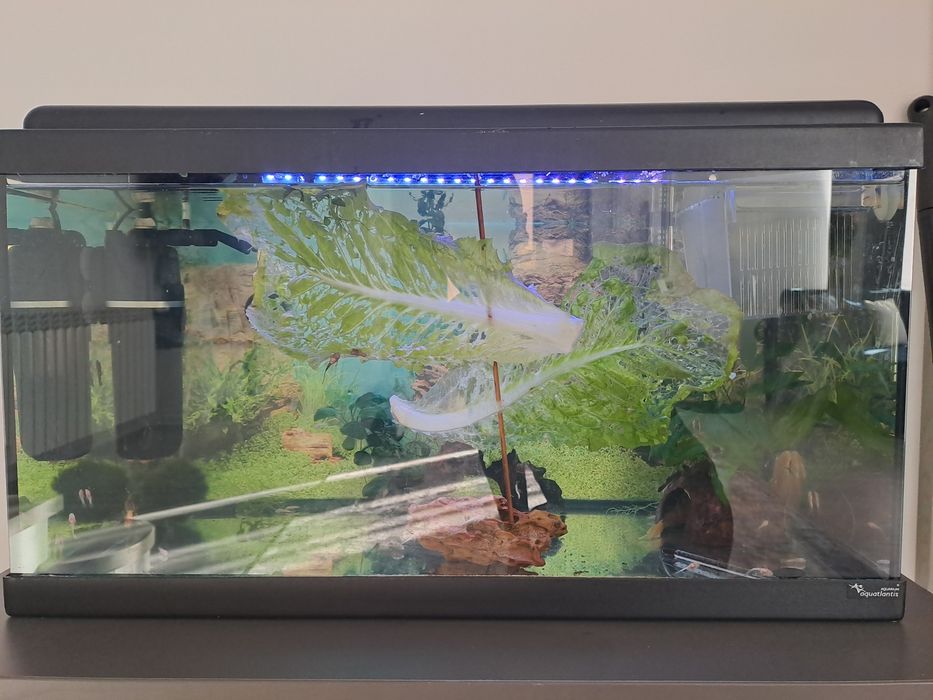 Acvariu cu ancistrusi