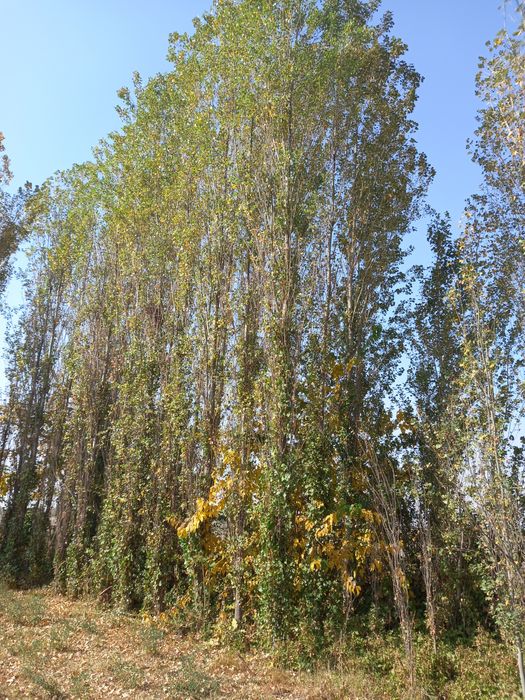 Прадаётса деревя,тераклар сотилади