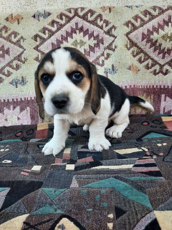 Cățel beagle ,are 5 saptamani