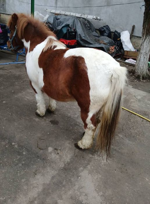 Vând poneița gestanta merge la căruță blândă