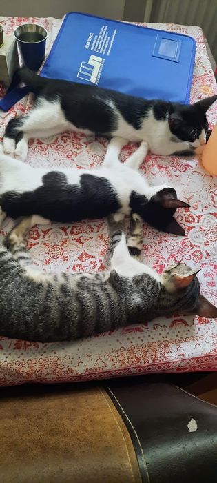 Ofer spre adopție 3 pui de pisica.