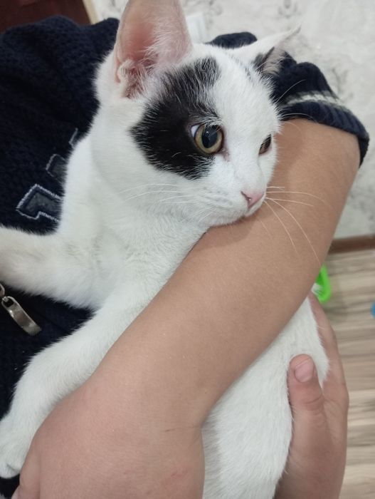 Мушук хадяга берилади