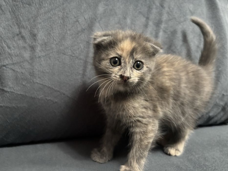 Котенок девочка 2 месяца