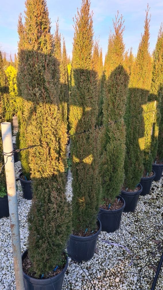 Buxus globular si cupressus sempervires