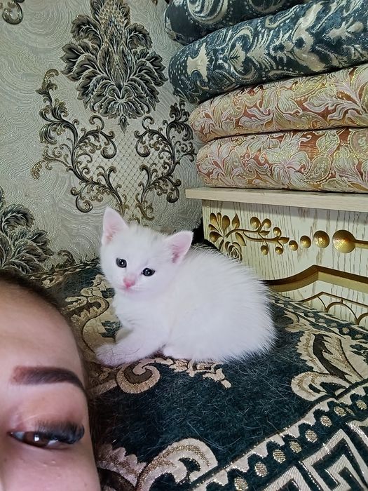Продоются котята