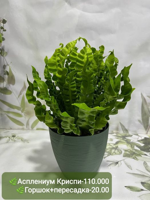 Крассула, Калатея фьюжен, Асплениум и др