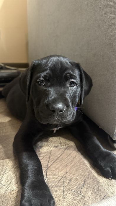 Женско кане-корсо