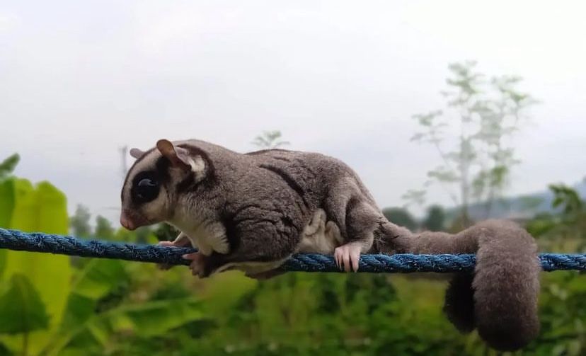 Veveriță zburătoare - planor de zahăr - sugarglider