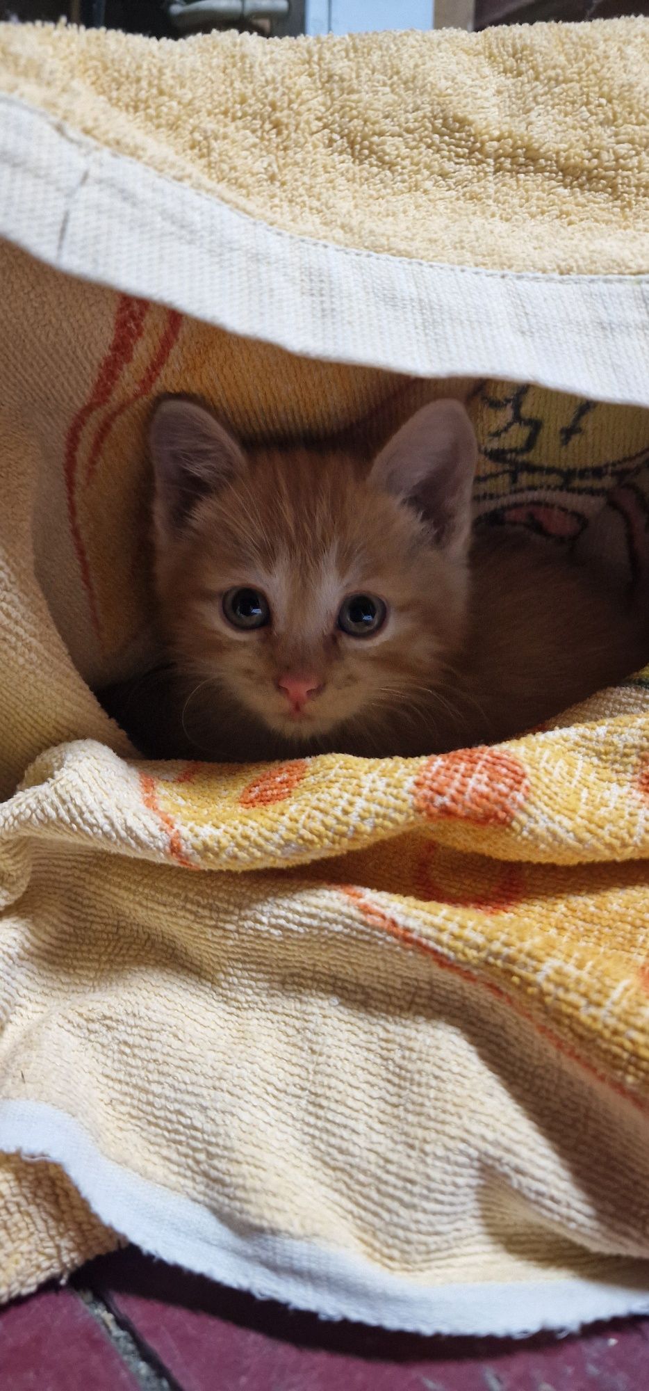 Котят ищат любящий дом