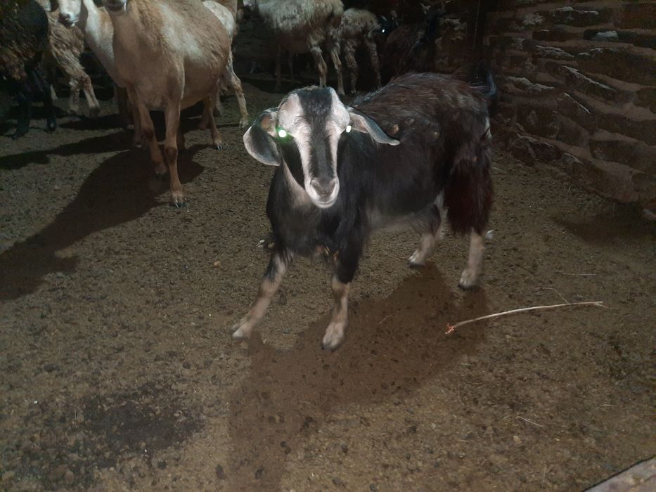 Продам,обменяю Коз  козочки