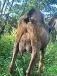Capra anglonubian cu pedigree