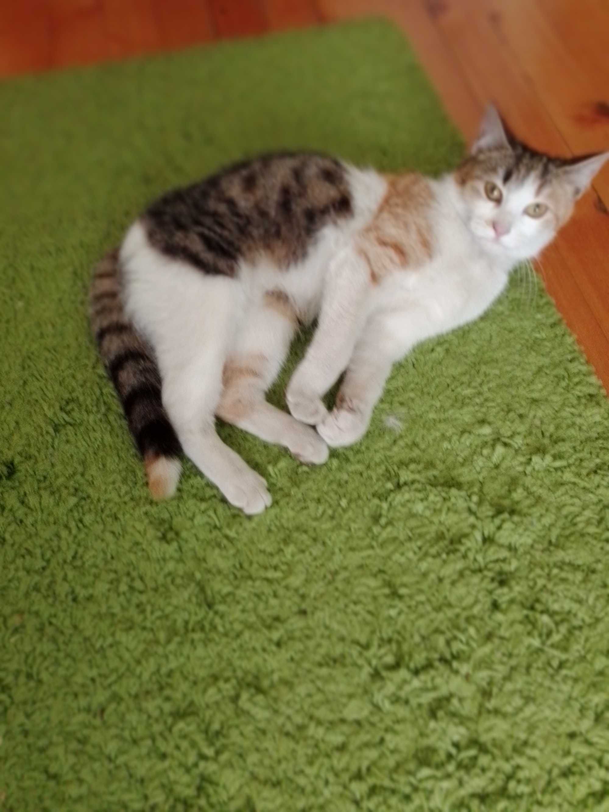 Подарявам котета
