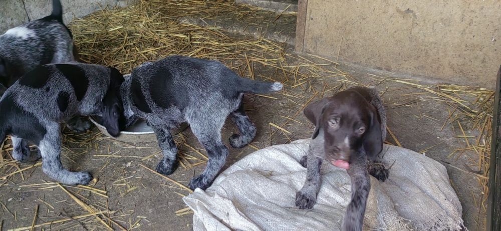 дратхар, ловджийско куче