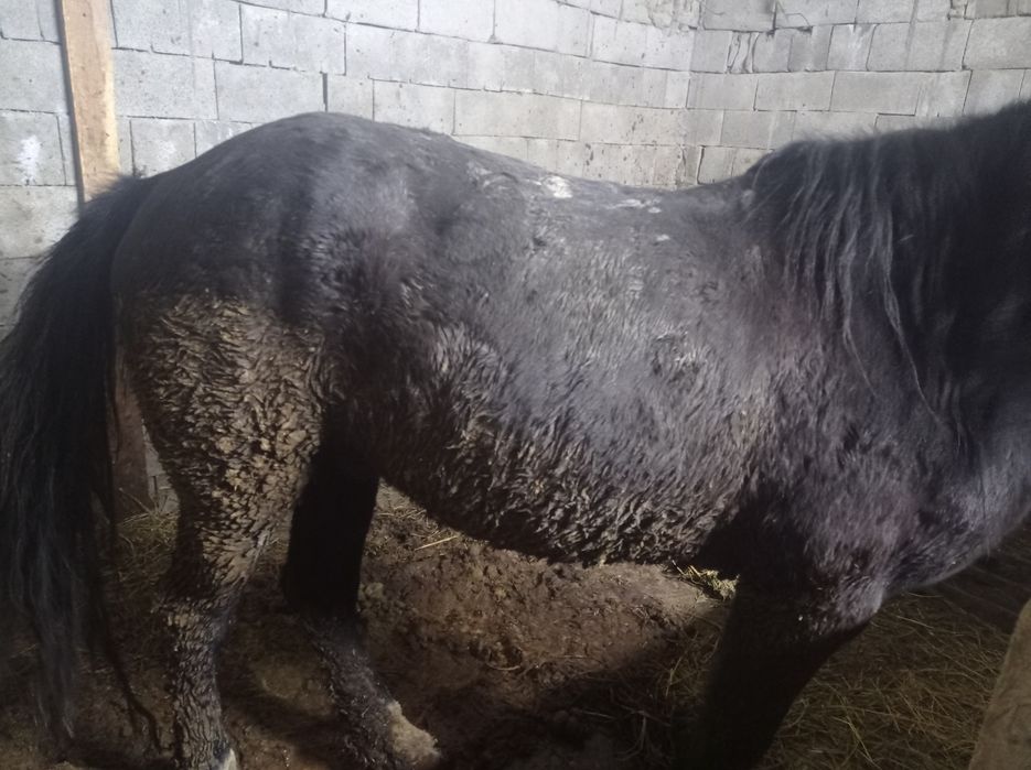 Продам лошадь аиг