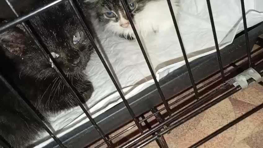 Котятам (девочки) нужен дом!