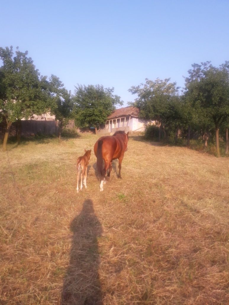 Iapă de vânzare în Hilita