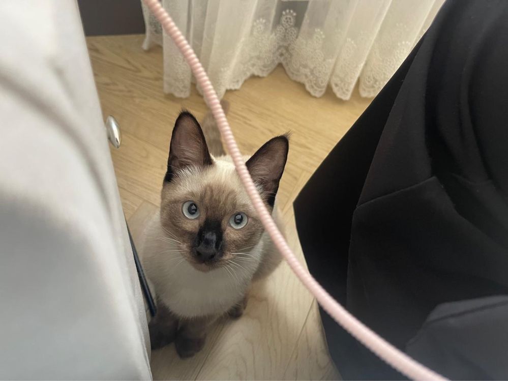 Сиамский Котенок