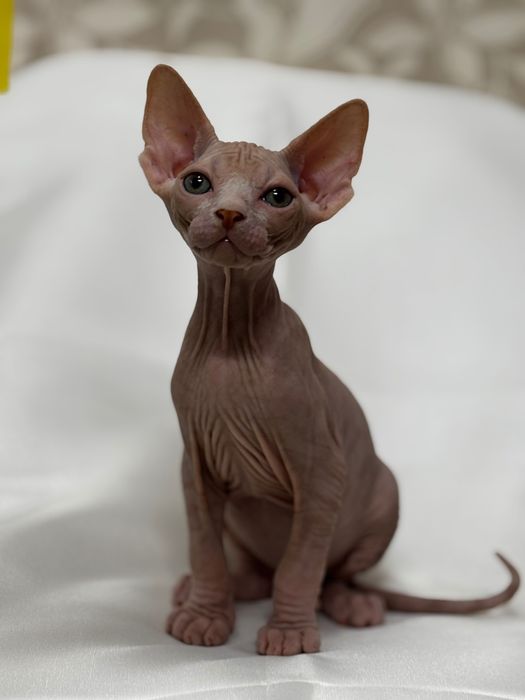 Котята сфинкс канадский и эльф