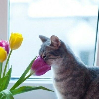 Кельтский котик Тошенька ищет дом!