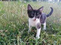 Pui de pisica spre adoptie