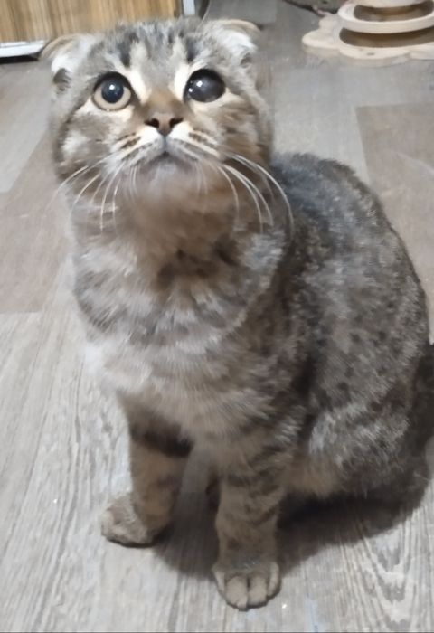 Шотландский вислоухий котёнок