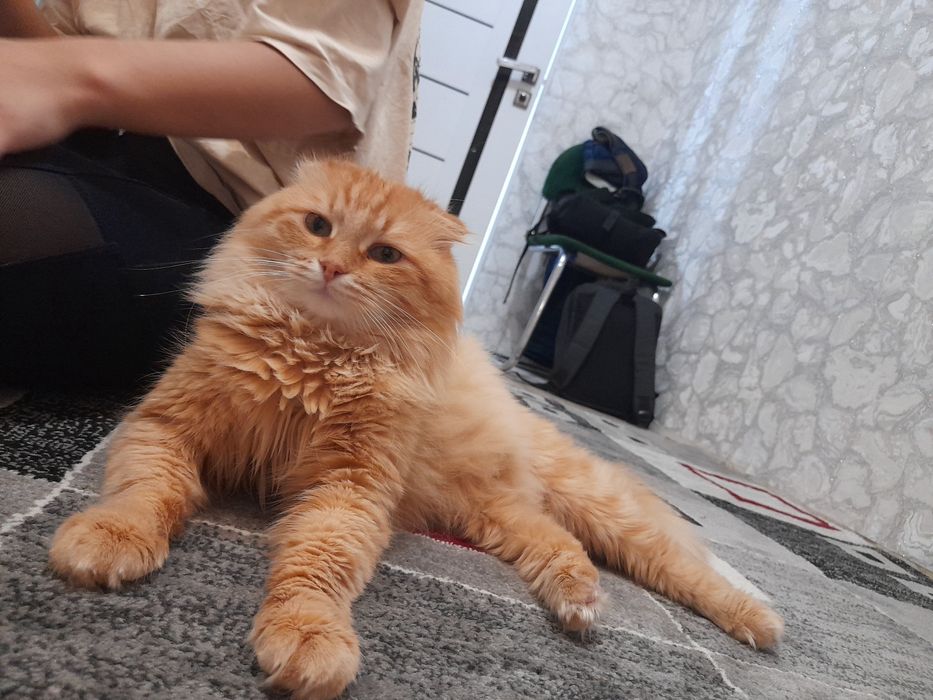 Пропал кот в районе Скулкина