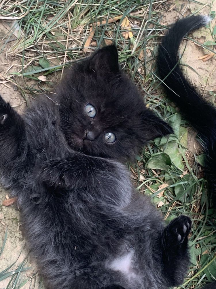 Кошка и котята в добрые руки