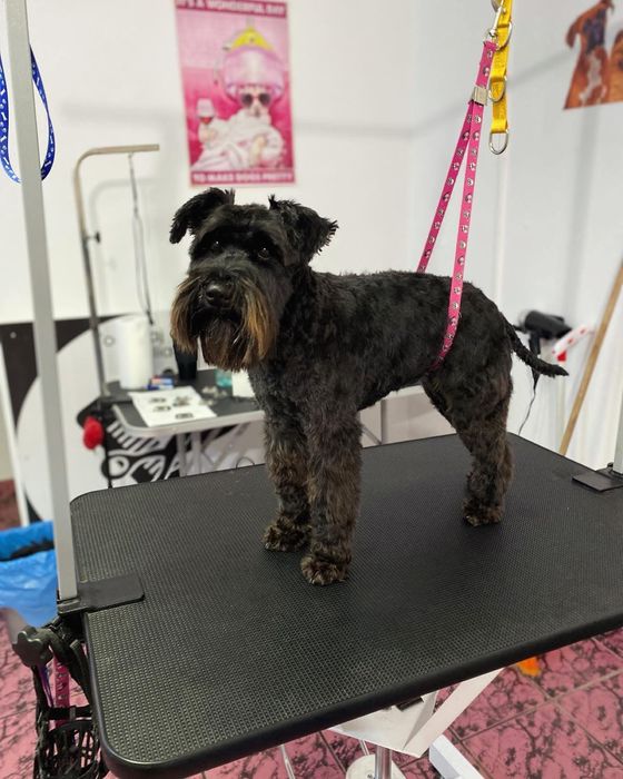 Toaletaj Canin IuliaS