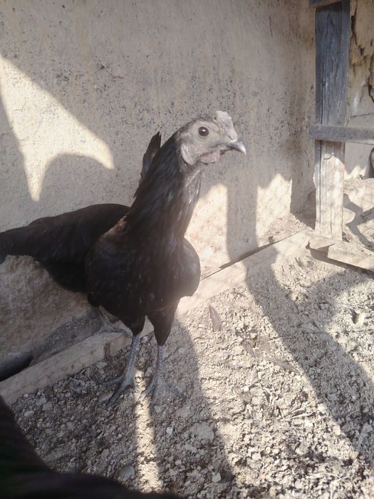 Ухайли хорозлари, бартер еки сотаман