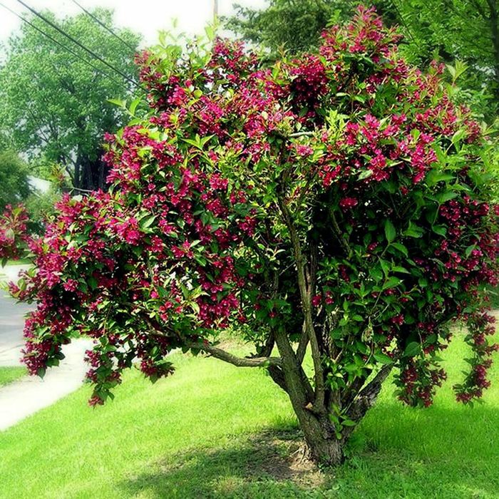 Weigela All Summer Monet Tip Copac