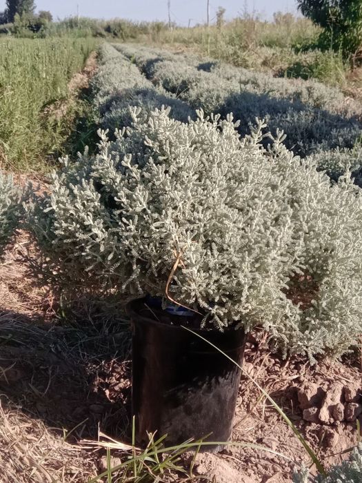 Розмарин сантолина  сотилади чекланган микдорда