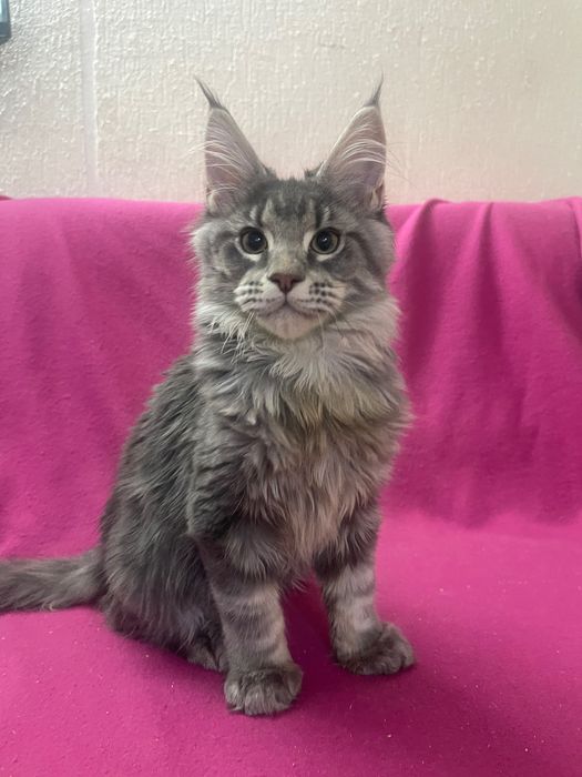 Maine Coon cu părinții campion