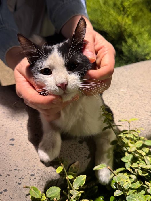 Очаровательная Бусинка в поисках дома! Ташкент!